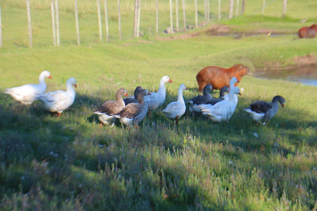 Estancia Turistica Finca Piedra Mal Abrigo エクステリア 写真