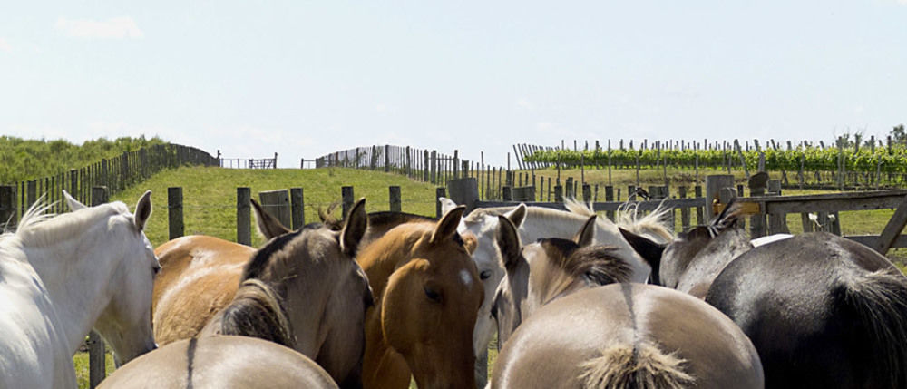 Estancia Turistica Finca Piedra Mal Abrigo エクステリア 写真